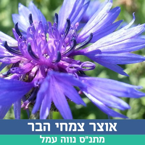 אוצר צמחי הבר.jpg